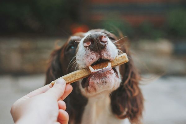 Top 10 produits naturels pour la santé optimale de votre chien