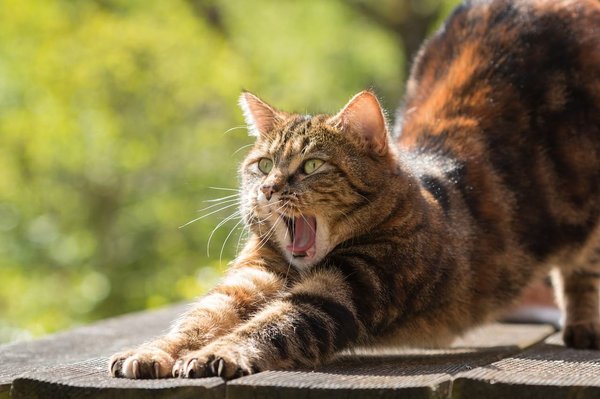 Quels sont les soins spécifiques nécessaires pour les chats avec des antécédents cardiaques ?